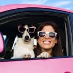 dog in a car in summer