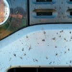 bugs on the front of a car