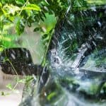 Black Car Under The Tree With Rain Drop Water.